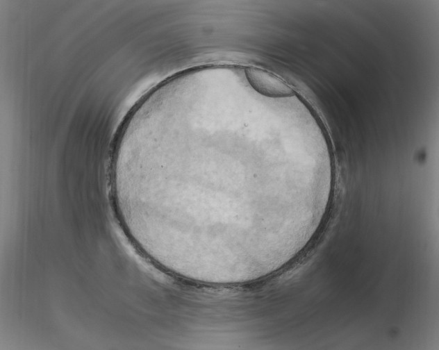 X0000115560997200912181613