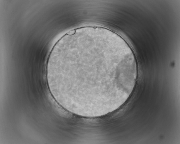 X0000115561004200912181613