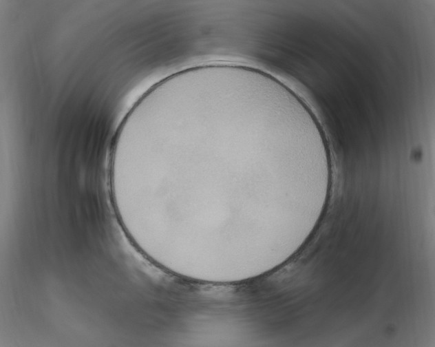 X0000115561006200912181613