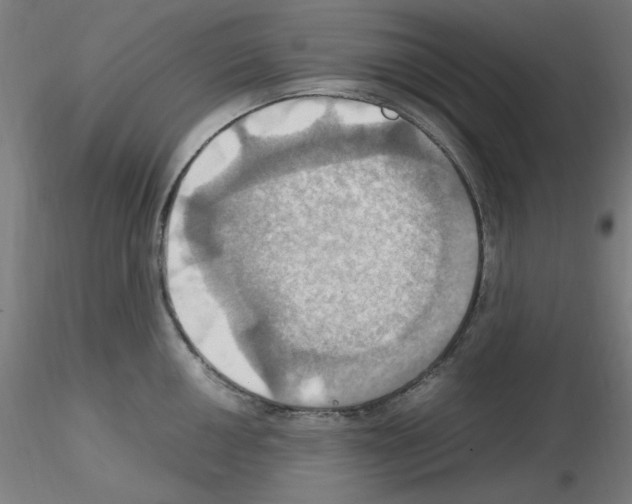 X0000115561050200912181612