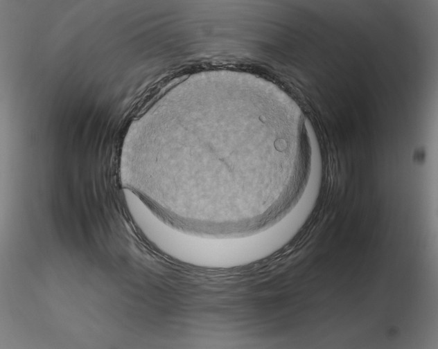 X0000115561060200912181612