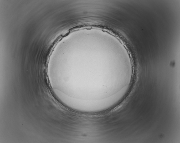 X0000115561065200912181612