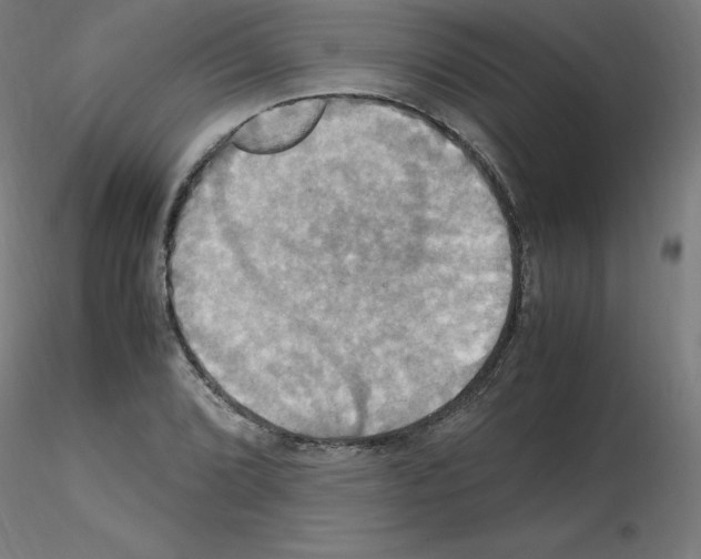 X0000115561072200912181612