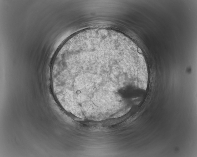 X0000115561083200912181611