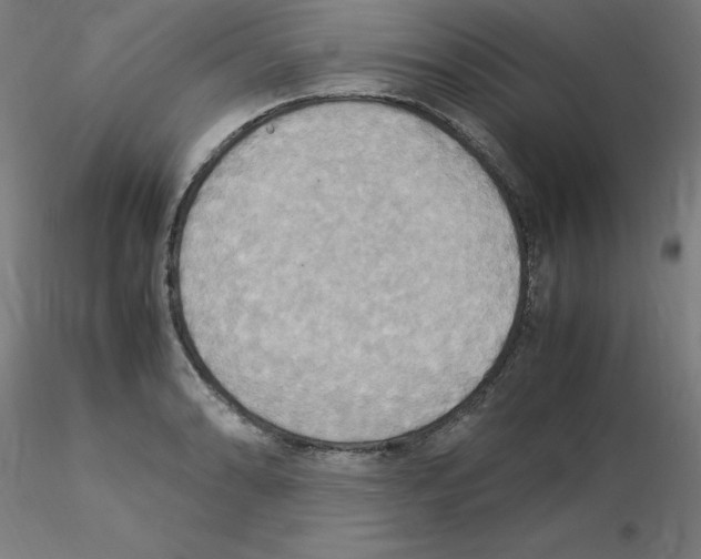 X0000115561086200912181611