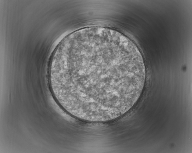 X0000115561091200912181611