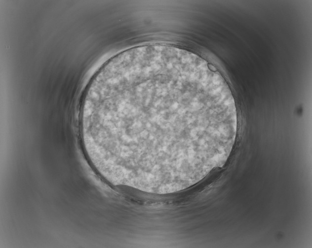 X0000115561099200912181611