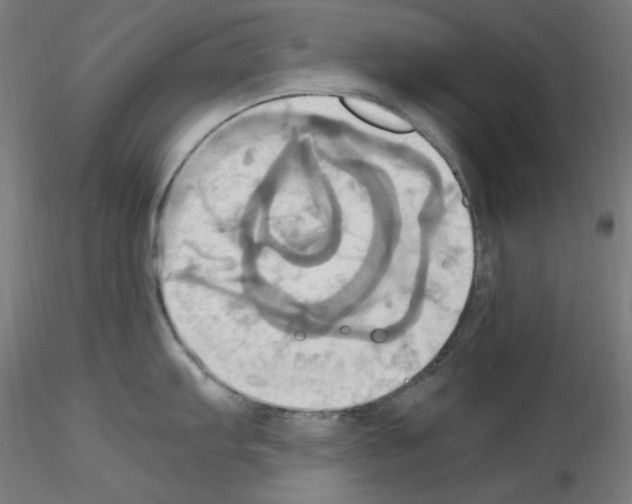 X0000115561103200912181611