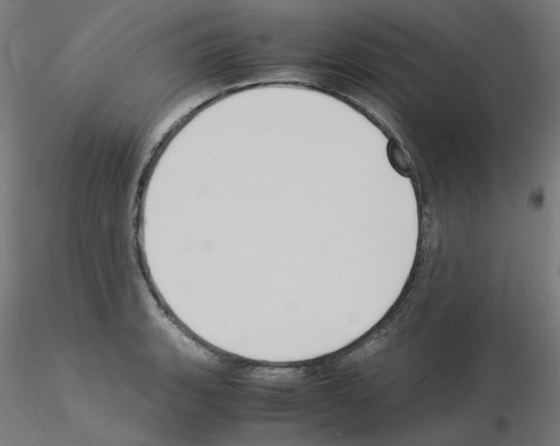 X0000115561135200912181611