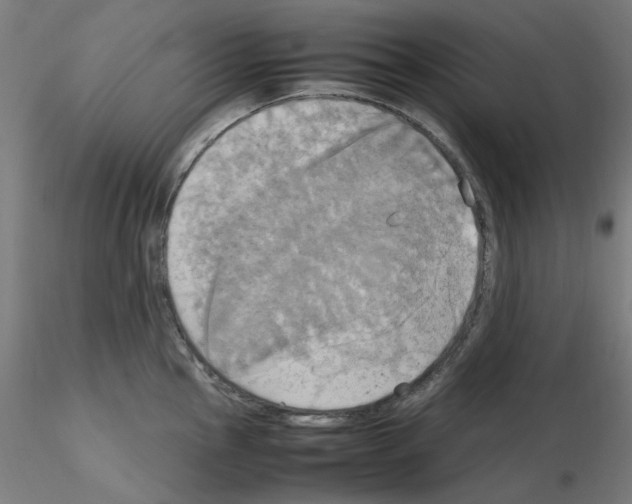 X0000115561145200912181611