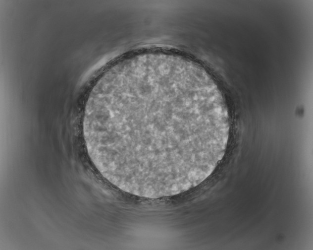 X0000115561159200912181610