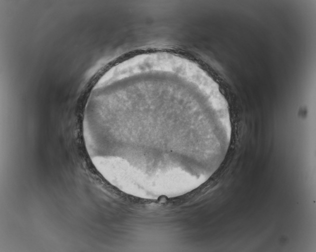 X0000115561160200912181610