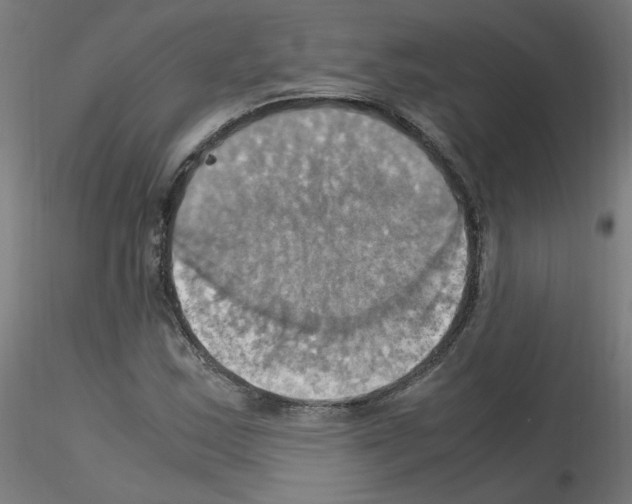 X0000115561163200912181610