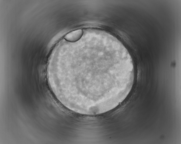 X0000115561164200912181610