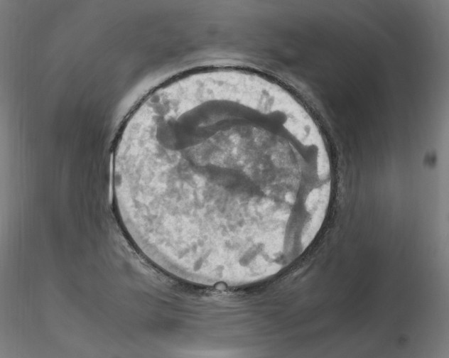 X0000115561175200912181610