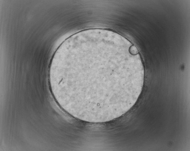 X0000115561187200912181610