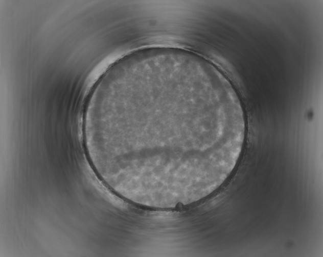 X0000115561188200912181610