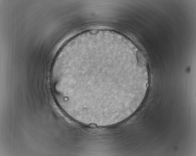 X0000115561189200912181610