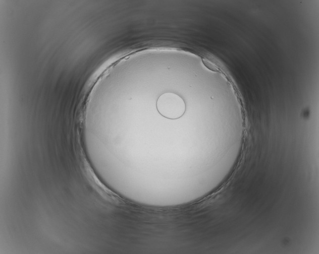 X0000115561195200912181610