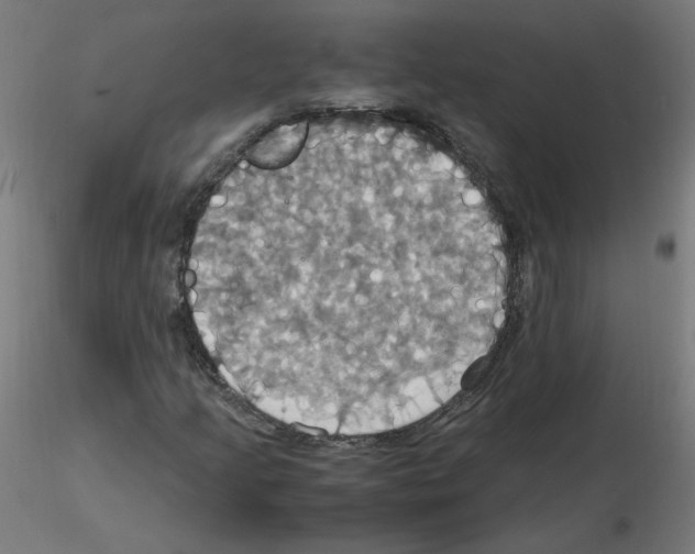 X0000115561205200912181609