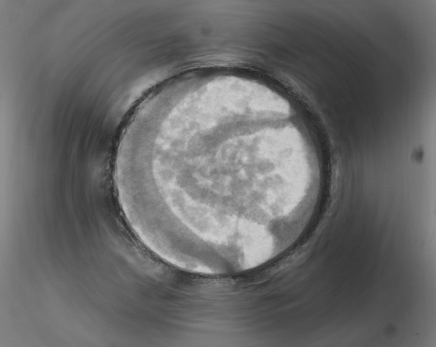 X0000115561210200912181609