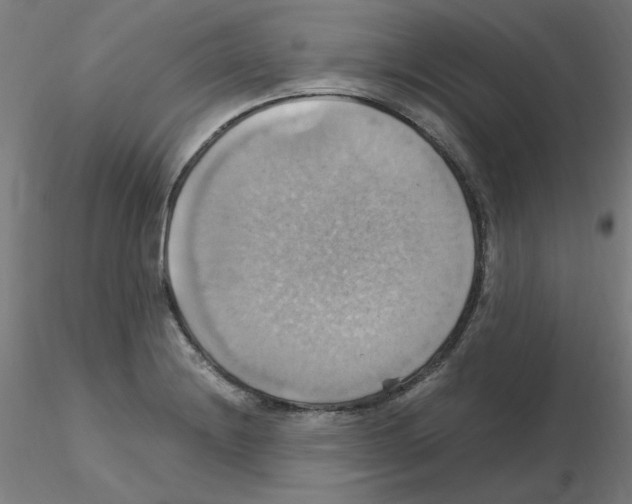 X0000115561228200912181609