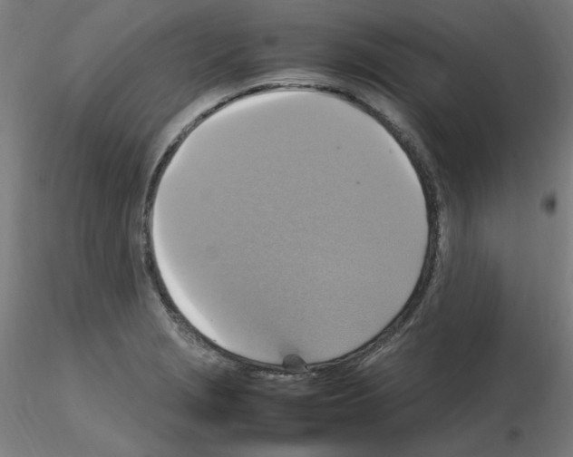 X0000115561229200912181609