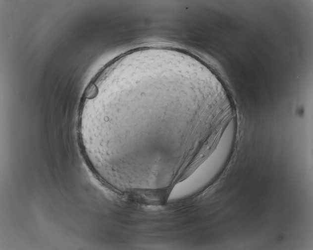 X0000115561231200912181609