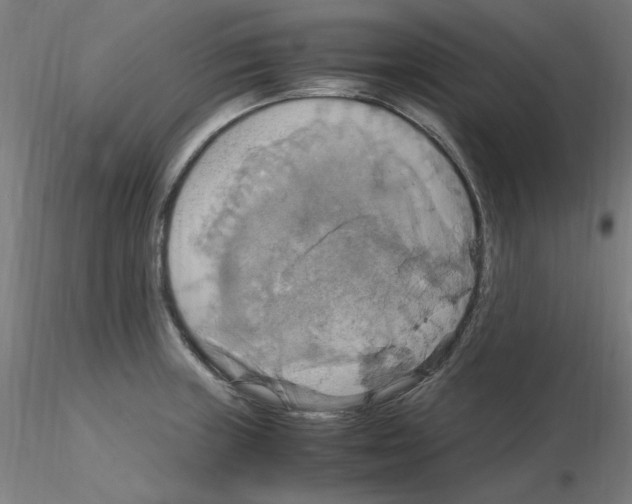 X0000115561235200912181609