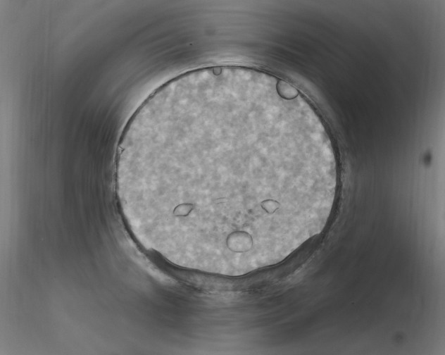 X0000115561236200912181609