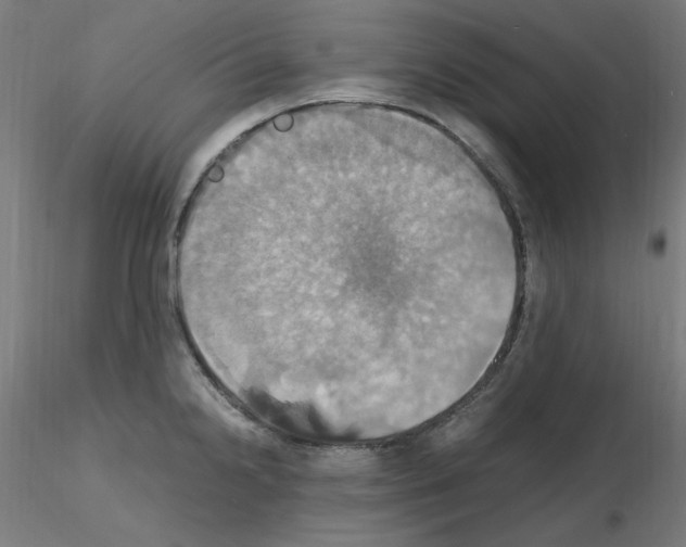 X0000115561238200912181609