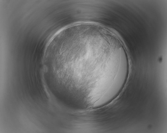 X0000115561244200912181610