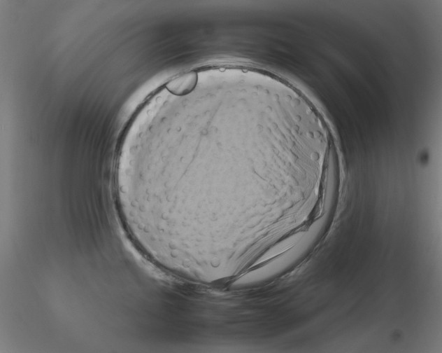 X0000115561245200912181610