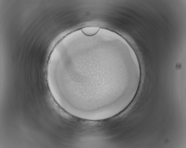 X0000115561248200912181610