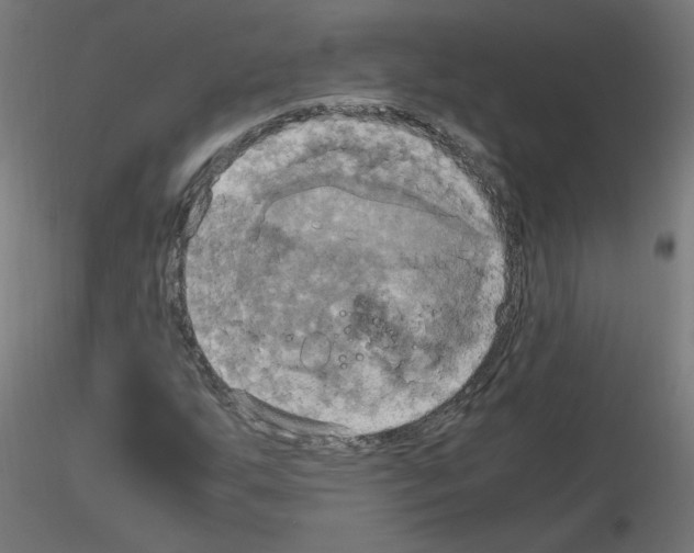 X0000115561255200912181609