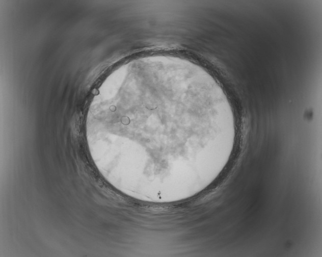 X0000115561257200912181609