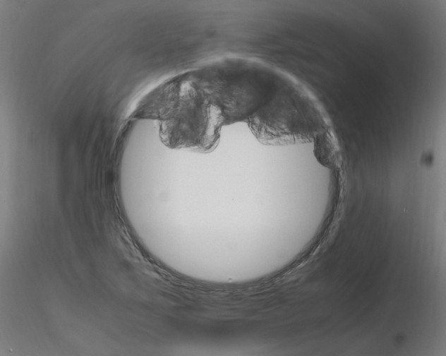 X0000115561267200912181609