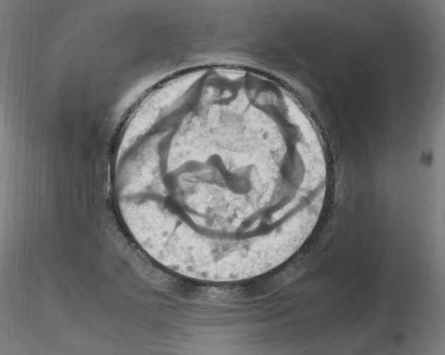 X0000115561271200912181608