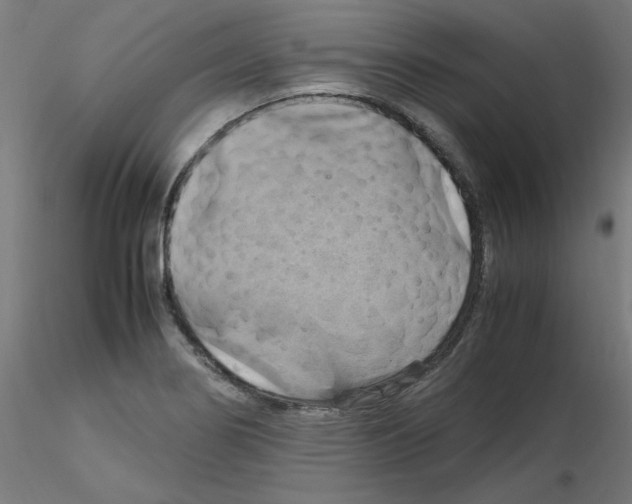 X0000115561274200912181608