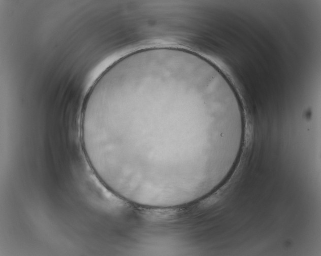 X0000115561294200912181608