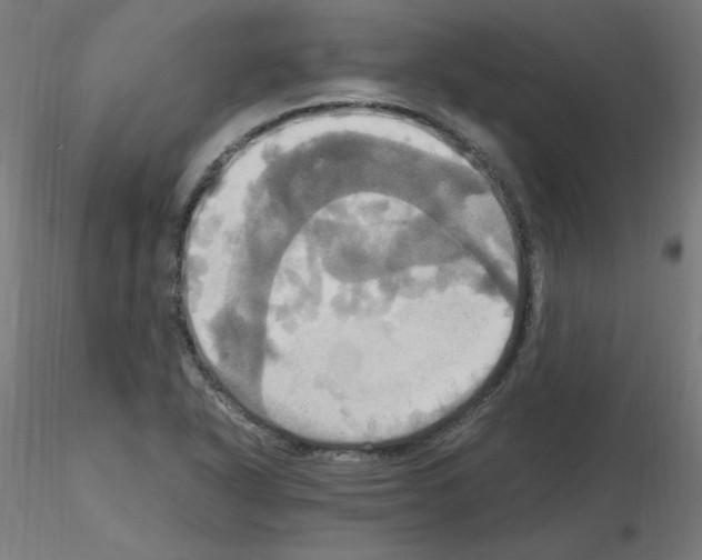 X0000115561318200912181608