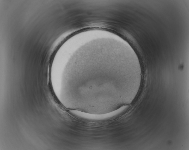 X0000115561323200912181608