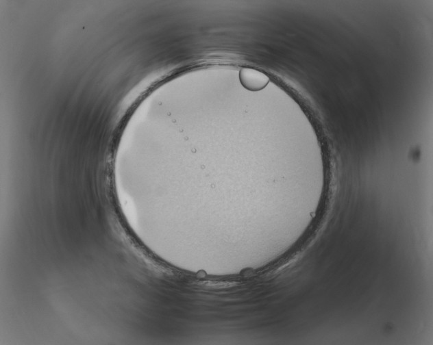 X0000115561325200912181608