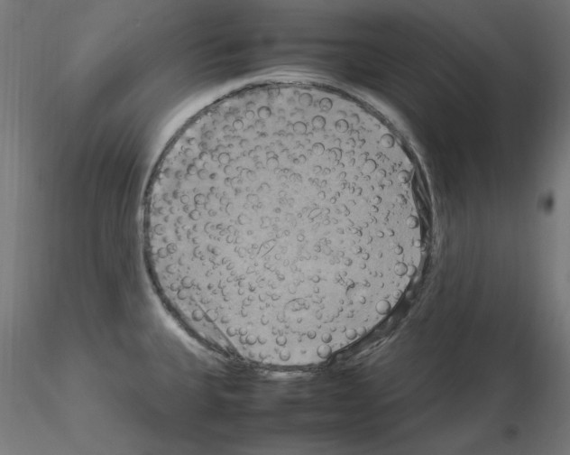 X0000115561335200912181608