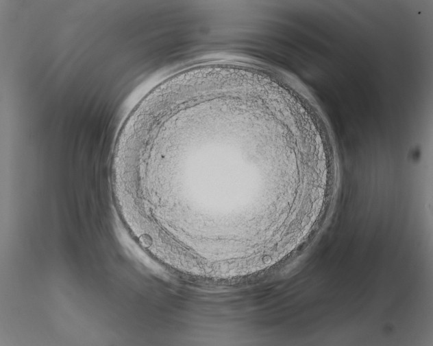 X0000115561338200912181608