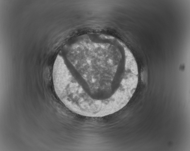 X0000115561347200912181607