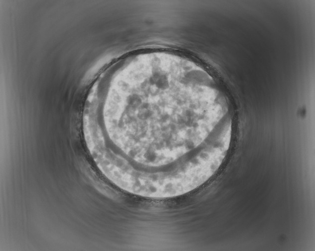 X0000115561355200912181607