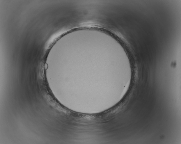 X0000115561358200912181607