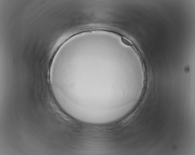 X0000115561365200912181607