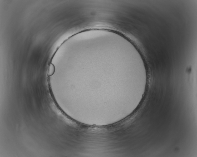 X0000115561374200912181607